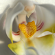 Illustration for article titled Shooting Challenge Freelensing Gallery 1